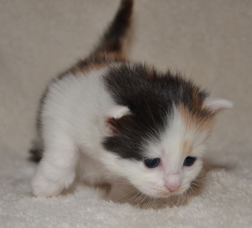 sibiriskkatt Rowena