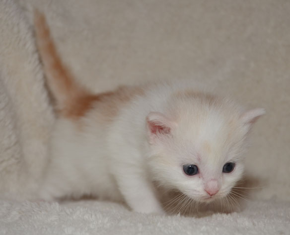 sibirisk kattunge Regulus
