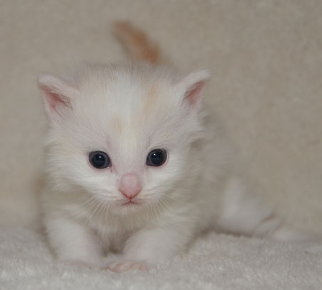 sibirisk kattunge Regulus