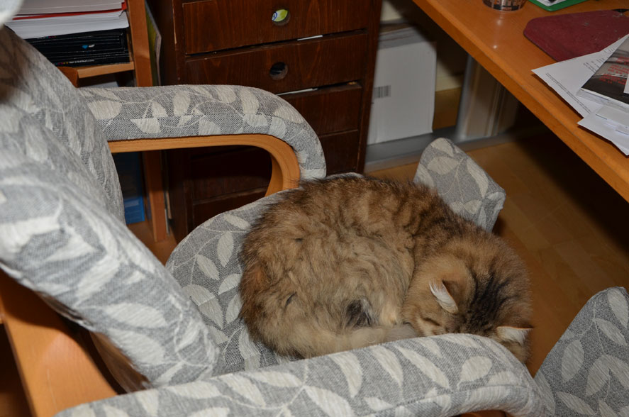 sibirisk katt Gabbie
