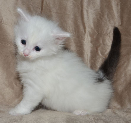 sibirisk katt Quorn