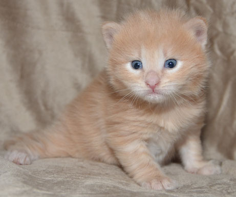 sibirisk kattunge Salazar