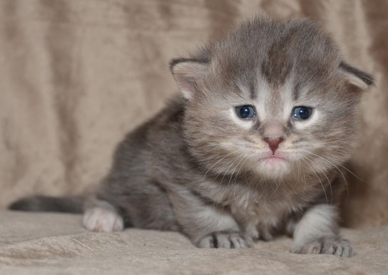 sibirisk kattunge Selene