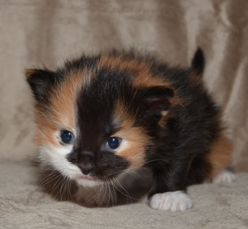 sibirisk kattunge Sidney