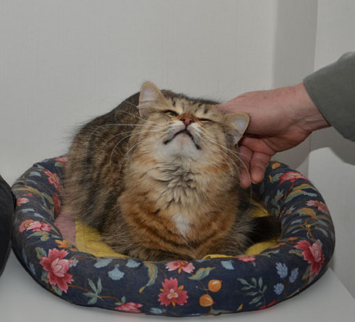 sibirisk katt Juliet