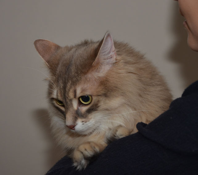 sibirisk katt Eirya
