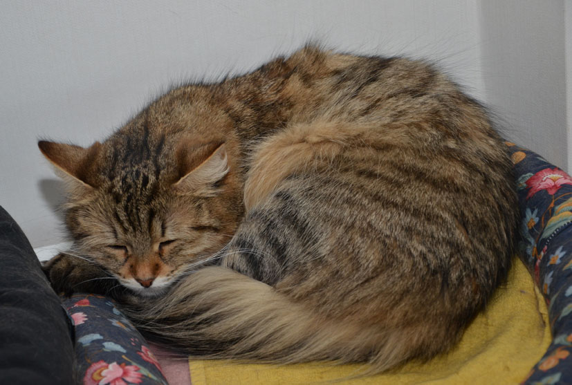 sibirisk katt Juliet