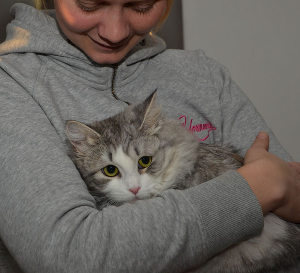 sibirisk katt Luna