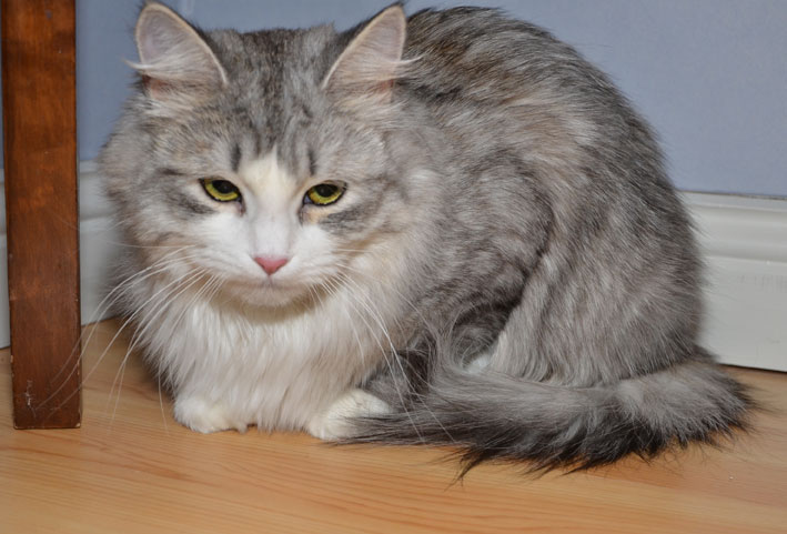 sibirisk katt Luna