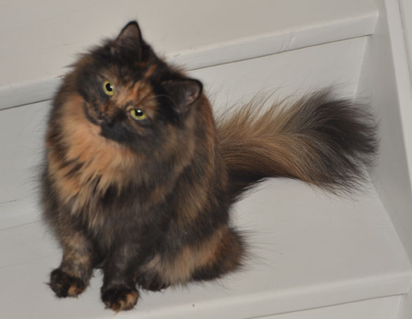 sibirisk katt Kathleen
