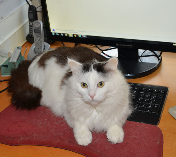 sibirisk katt Junior