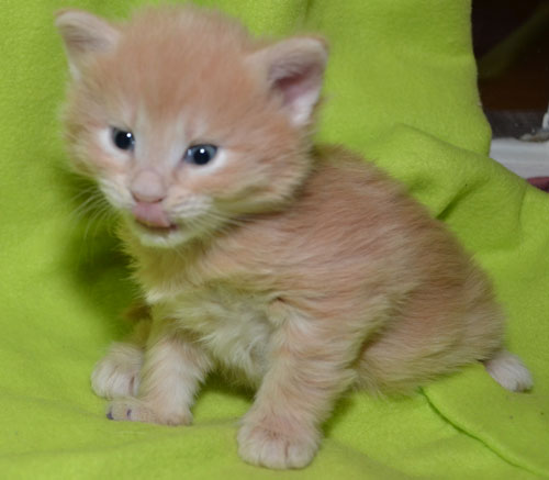 sibirisk kattunge Salazar