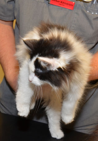 sibirisk kattunge Pictor