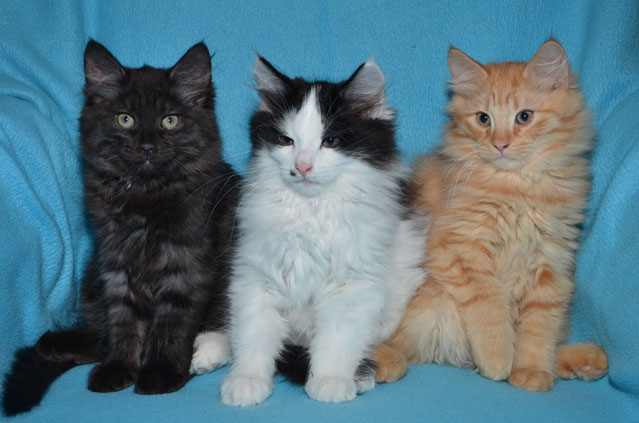 sibirisk kattungar P-kull