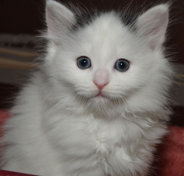 sibirisk kattunge Quadea