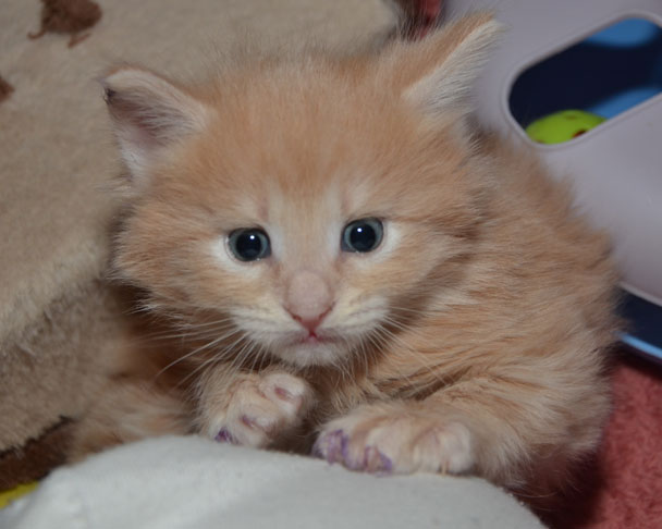 sibirisk katt Salazar