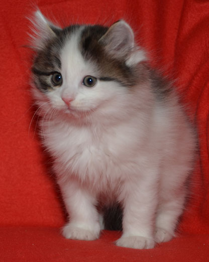 sibirisk kattunge Quincy
