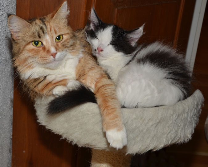 sibirisk katt Dani och Pictor
