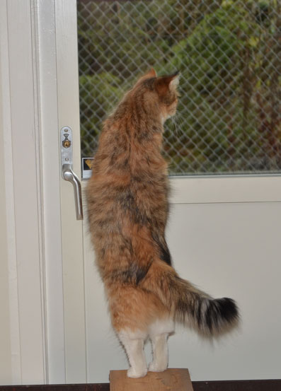 sibirisk katt Dani