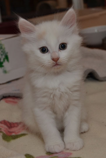 sibirisk kattunge Romeo
