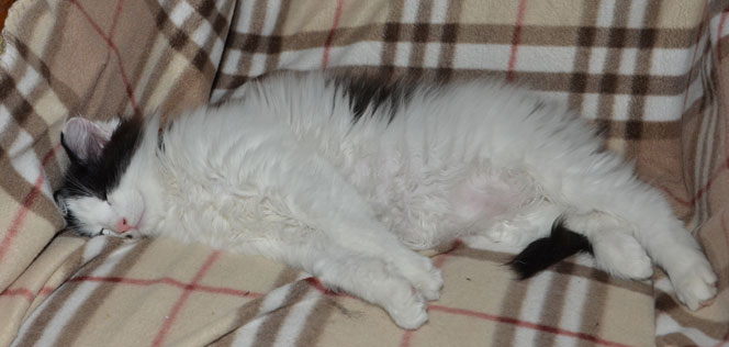 sibirisk kattunge Pictor