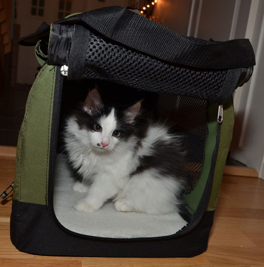 sibirisk kattunge Pictor
