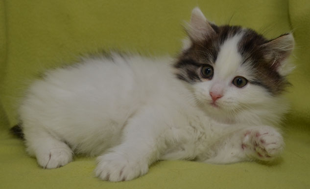 sibirisk kattunge Quinci