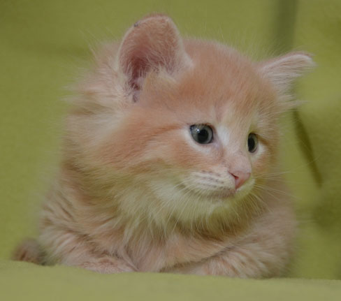 sibirisk kattunge Salazar