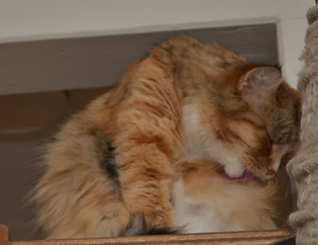 sibirisk katt Dani