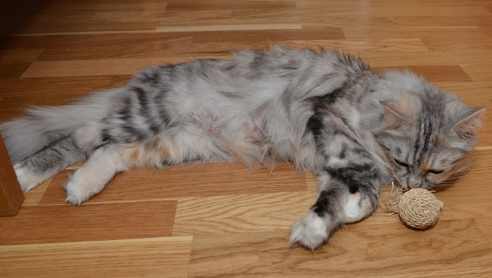 sibirisk katt Zinnie