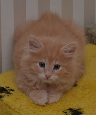 sibirisk kattunge Salazar