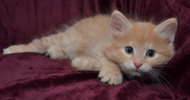 sibirisk katt Salazar