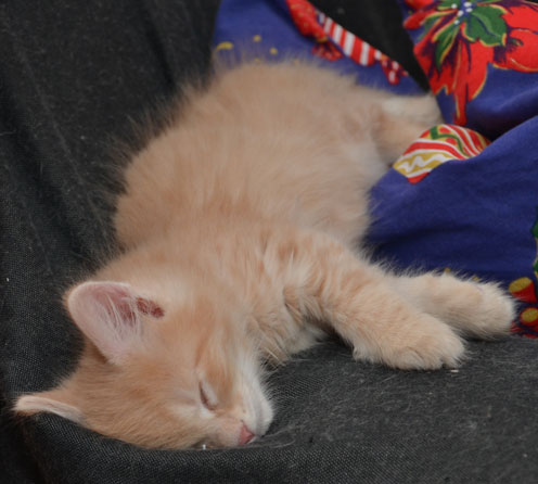 sibirisk kattunge Salazar