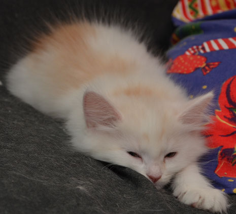 sibirisk kattunge Regulus