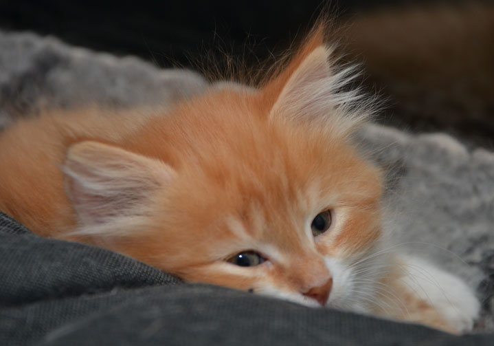 sibirisk kattunge Sirius