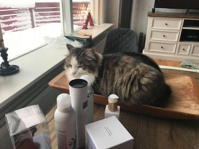 sibirisk katt Pluto