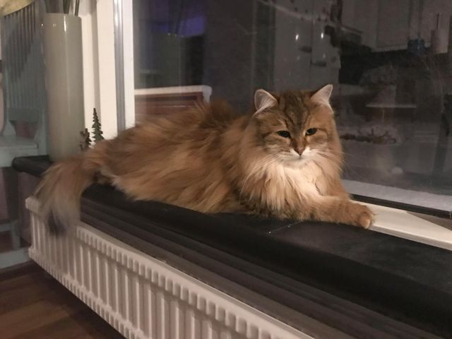 sibirisk katt Ul