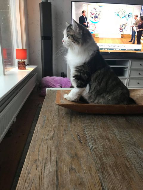sibirisk katt Pluto