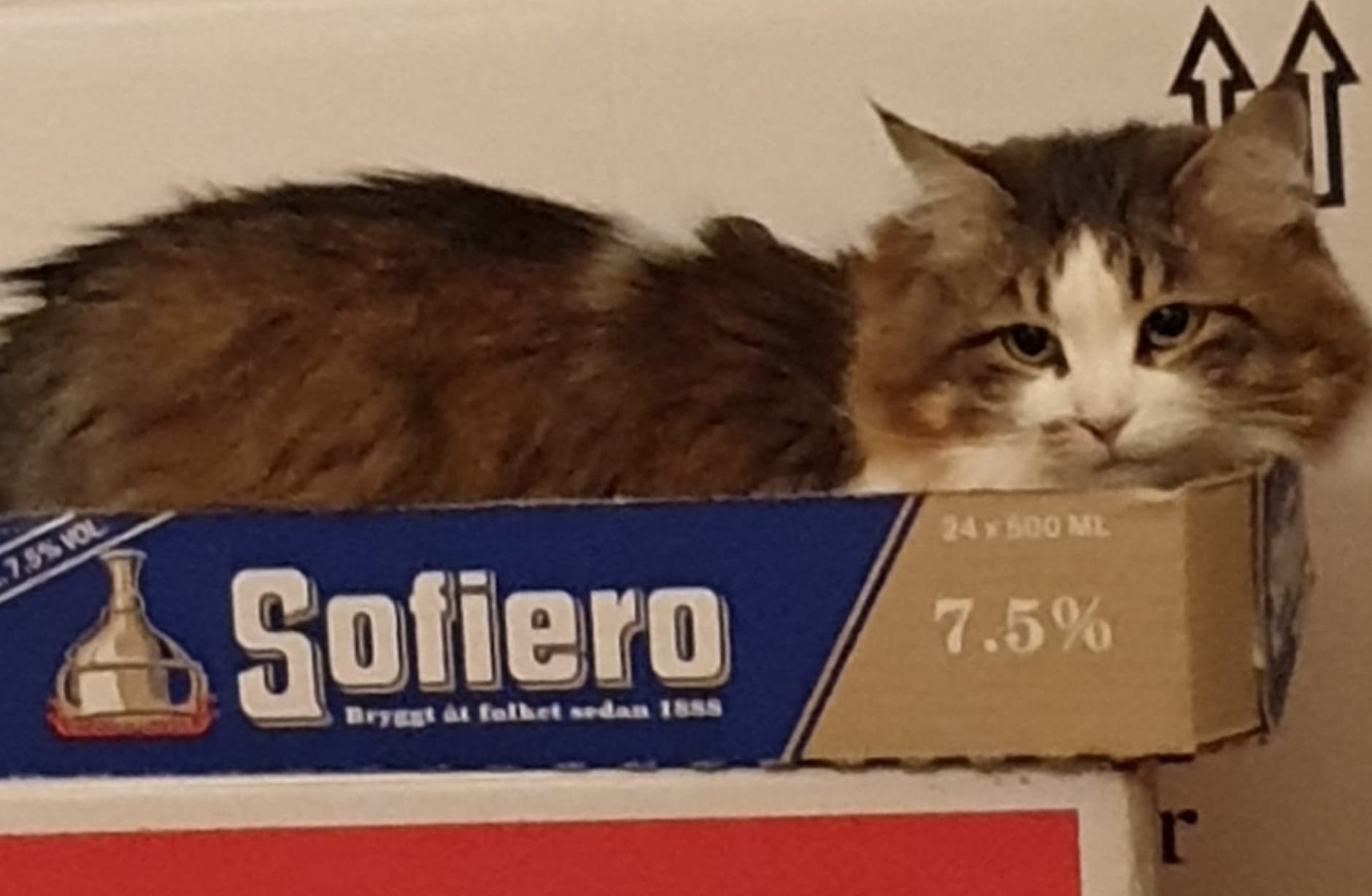 sibirisk katt Electra
