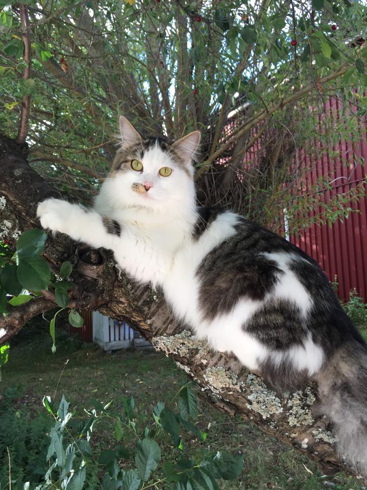 sibirisk katt Baker