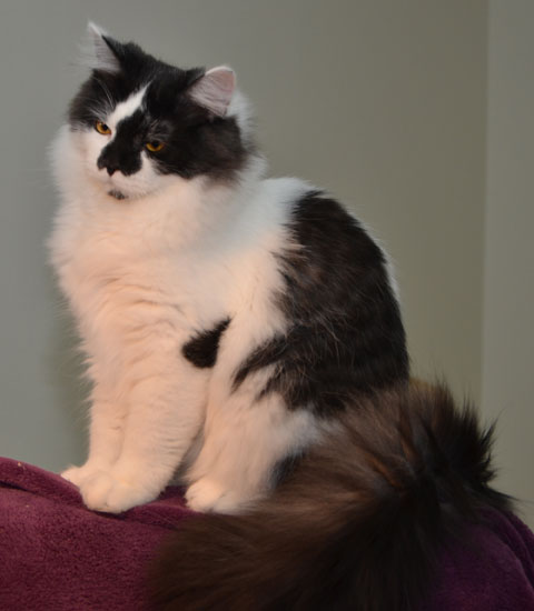 sibirisk katt Silver