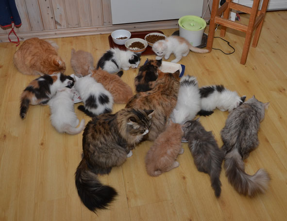 sibirisk katt