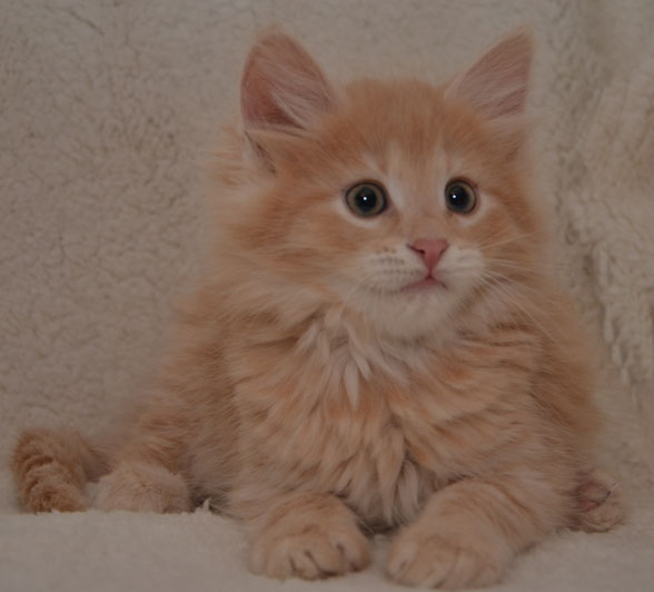 sibirisk kattunge Salazar