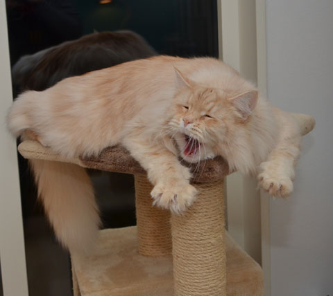 sibirisk katt Leo