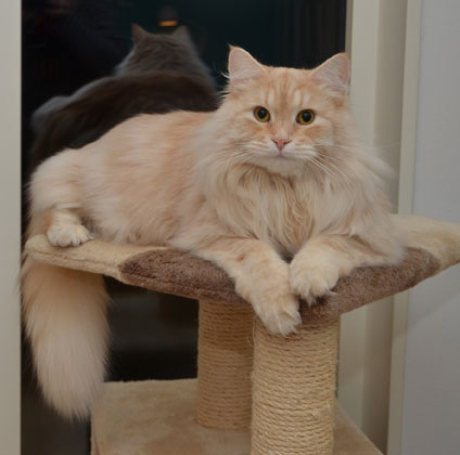 sibirisk katt Leo