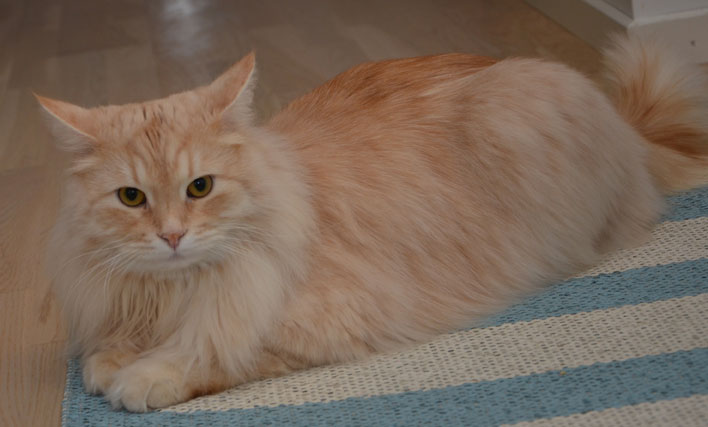 sibirisk katt Leo
