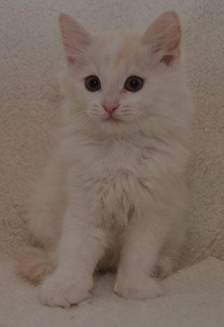 sibirisk kattunge Regulus