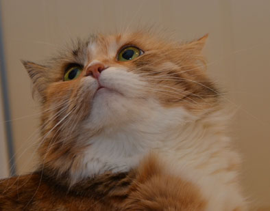 sibirisk katt Dani