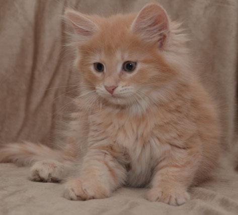 sibirisk katt Salazar