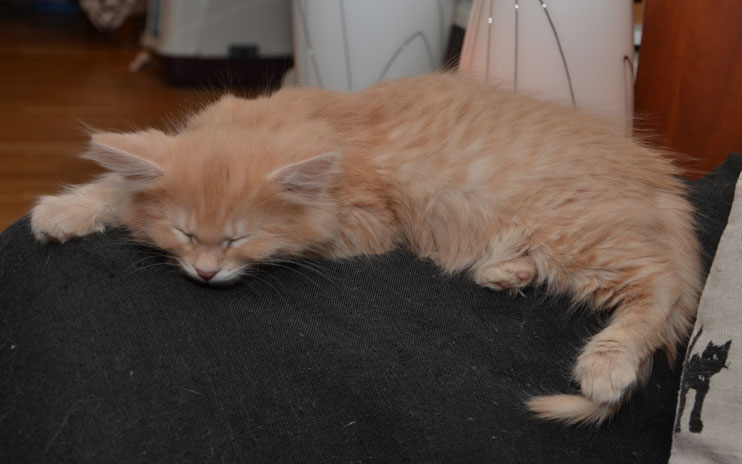 sibirisk kattunge Salazar